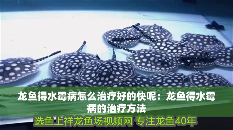 龍魚得水霉病怎么治療好的快呢：龍魚得水霉病的治療方法 龍魚得水霉病怎么治療好的快呢：龍魚得水霉病的治療方法 龍魚百科 第2張