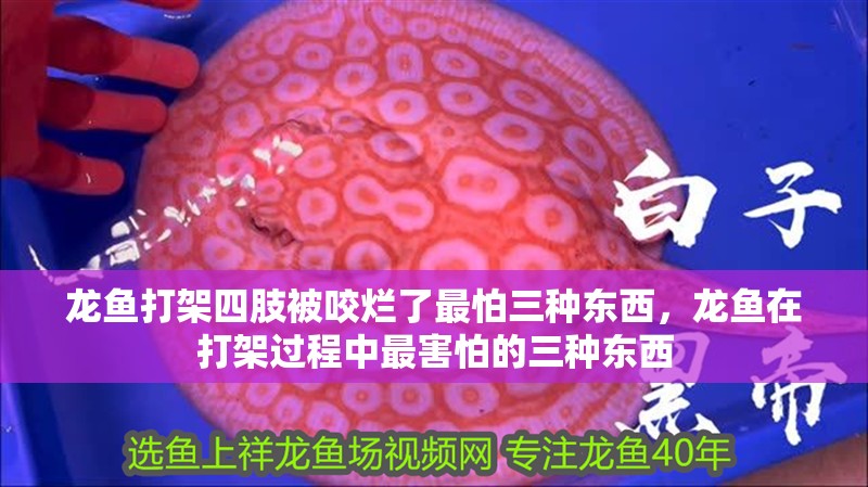 龍魚打架四肢被咬爛了最怕三種東西，龍魚在打架過程中最害怕的三種東西