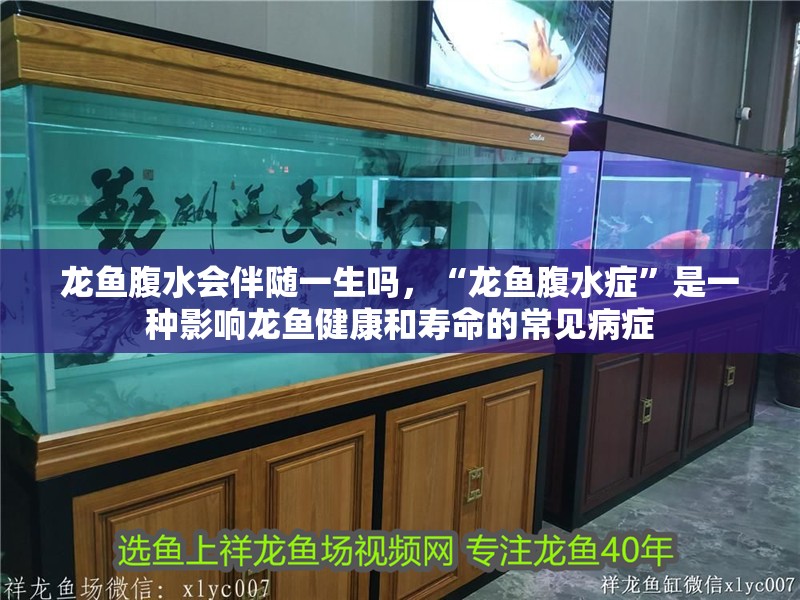 龍魚腹水會伴隨一生嗎，“龍魚腹水癥”是一種影響龍魚健康和壽命的常見病癥 龍魚腹水會伴隨一生嗎，“龍魚腹水癥”是一種影響龍魚健康和壽命的常見病癥 廣州正大漁場