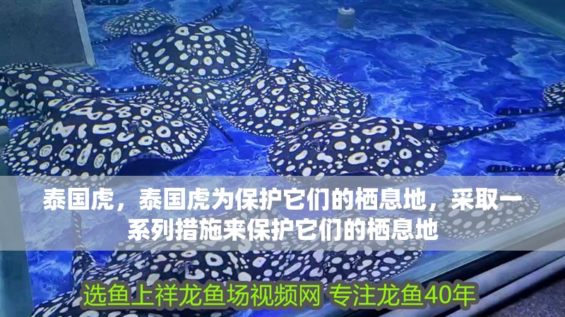 泰國虎，泰國虎為保護它們的棲息地，采取一系列措施來保護它們的棲息地