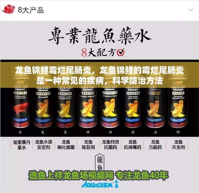 龍魚錦鯉霉爛尾腸炎，龍魚錦鯉的霉爛尾腸炎是一種常見的疾病，科學防治方法