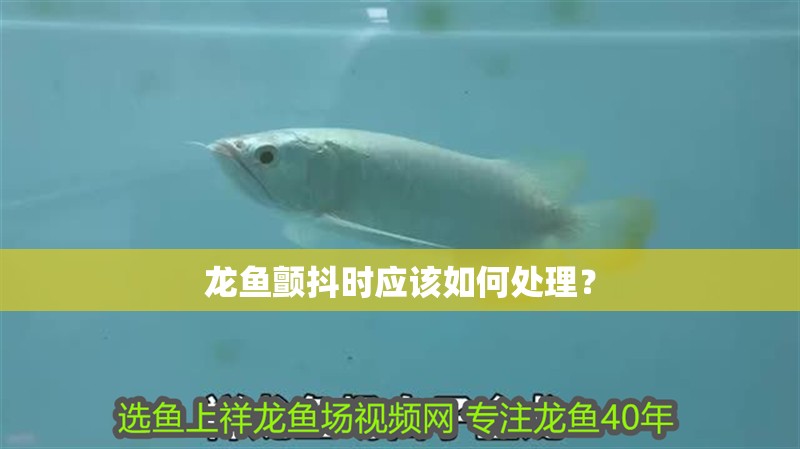 龍魚顫抖時應該如何處理？ 龍魚顫抖時應該如何處理？ 斯巴沃紅龍魚