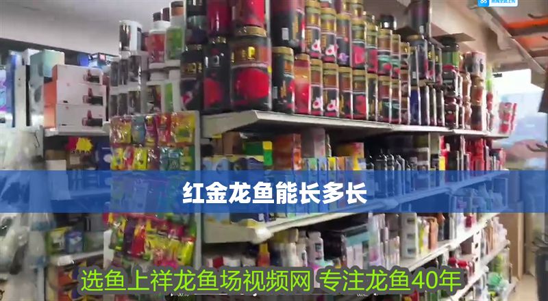紅金龍魚能長多長