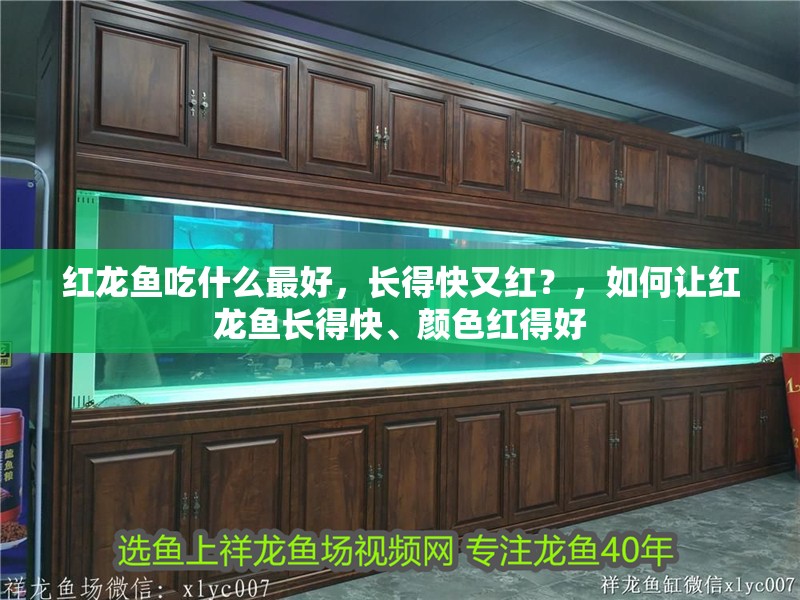 詳細(xì)閱讀:紅龍魚(yú)吃什么最好,長(zhǎng)得快又紅?,如何讓紅龍魚(yú)長(zhǎng)得快、顏色紅得好 紅龍魚(yú)吃什么最好,長(zhǎng)得快又紅?,如何讓紅龍魚(yú)長(zhǎng)得快、顏色紅得好
