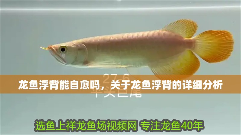 龍魚(yú)浮背能自愈嗎，關(guān)于龍魚(yú)浮背的詳細(xì)分析 龍魚(yú)浮背能自愈嗎，關(guān)于龍魚(yú)浮背的詳細(xì)分析 斯巴沃紅龍魚(yú)