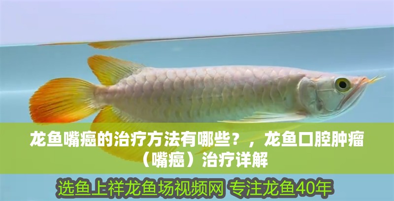 龍魚嘴癌的治療方法有哪些？，龍魚口腔腫瘤（嘴癌）治療詳解