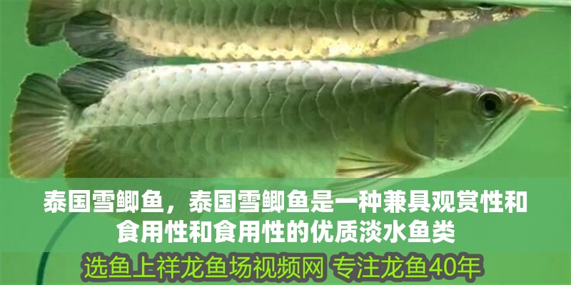 泰國雪鯽魚，泰國雪鯽魚是一種兼具觀賞性和食用性和食用性的優質淡水魚類