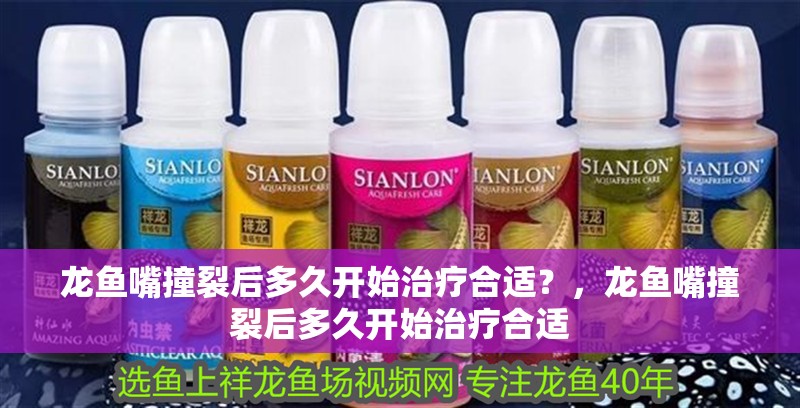 龍魚嘴撞裂后多久開始治療合適？，龍魚嘴撞裂后多久開始治療合適 龍魚嘴撞裂后多久開始治療合適？，龍魚嘴撞裂后多久開始治療合適 斯巴沃紅龍魚