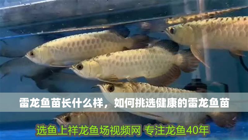 雷龍魚苗長什么樣，如何挑選健康的雷龍魚苗