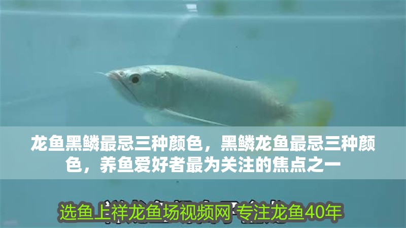 龍魚干蝦有營養(yǎng)嗎 龍魚黑鱗最忌三種顏色,黑鱗龍魚最忌三種顏色,養(yǎng)魚愛好者最為關(guān)注的焦點之一 廣州正大漁場 龍魚黑鱗最忌三種顏色,黑鱗龍魚最忌三種顏色,養(yǎng)魚愛好者最為關(guān)注的焦點之一 龍魚黑鱗最忌三種顏色,黑鱗龍魚最忌三種顏色,養(yǎng)魚愛好者最為關(guān)注的焦點之一 廣州正大漁場
