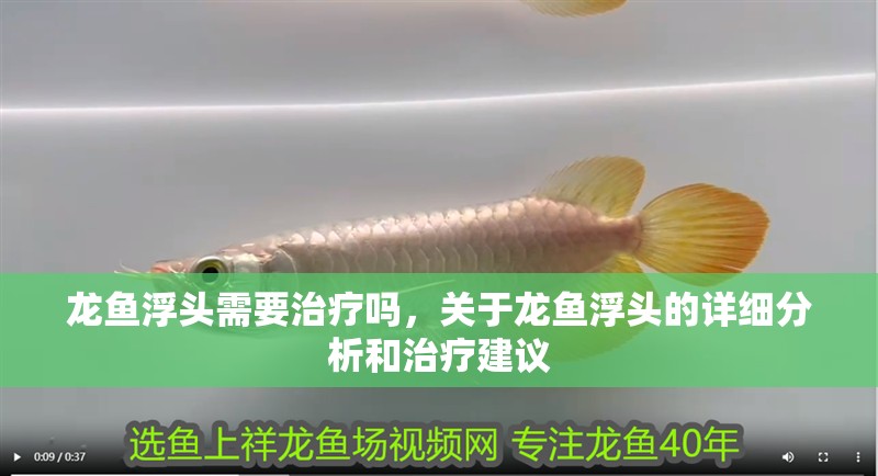 龍魚浮頭需要治療嗎，關(guān)于龍魚浮頭的詳細(xì)分析和治療建議