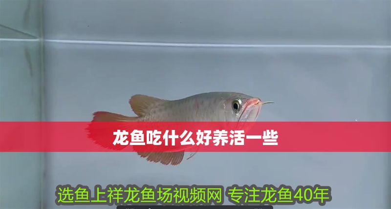 龍魚吃什么好養活一些
