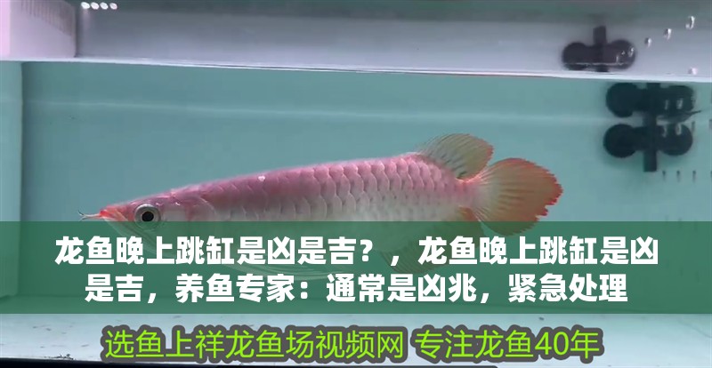 龍魚晚上跳缸是兇是吉？，龍魚晚上跳缸是兇是吉，養(yǎng)魚專家：通常是兇兆，緊急處理