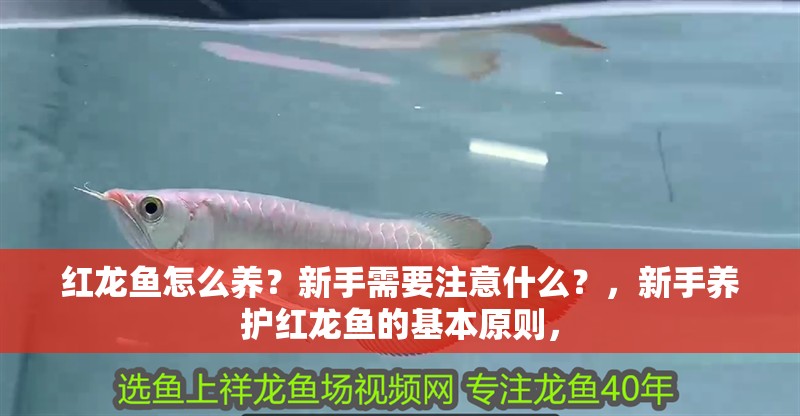紅龍魚怎么養？新手需要注意什么？，新手養護紅龍魚的基本原則，