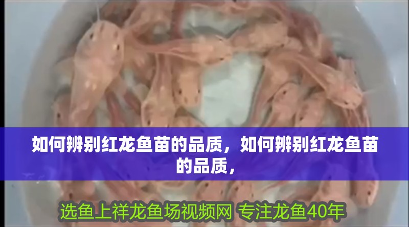 如何辨別紅龍魚苗的品質(zhì)，如何辨別紅龍魚苗的品質(zhì)，
