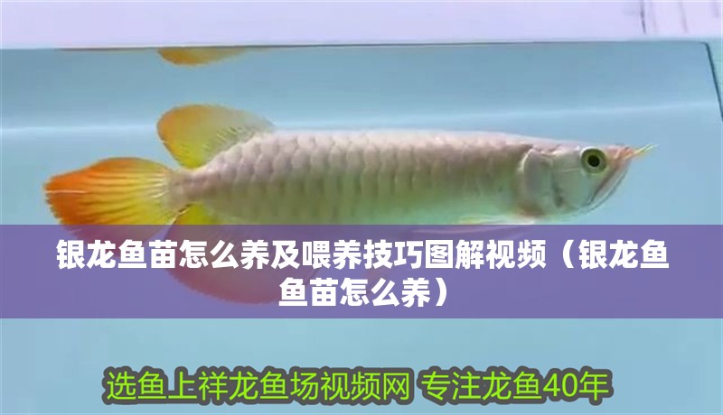 銀龍魚苗怎么養及喂養技巧圖解視頻（銀龍魚魚苗怎么養）