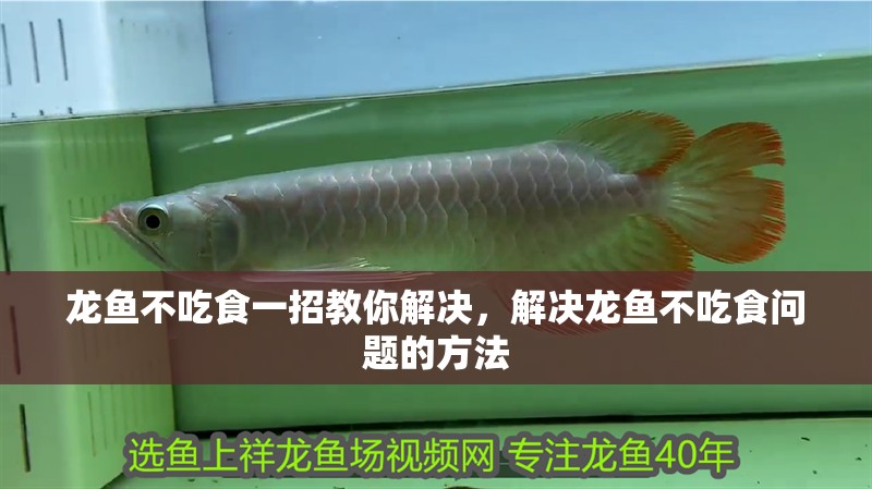 龍魚不吃食一招教你解決，解決龍魚不吃食問題的方法