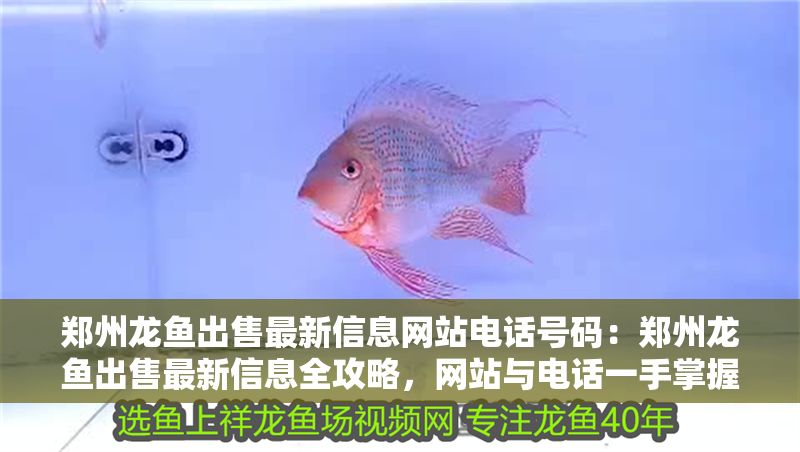 鄭州龍魚出售最新信息網(wǎng)站電話號(hào)碼：鄭州龍魚出售最新信息全攻略，網(wǎng)站與電話一手掌握