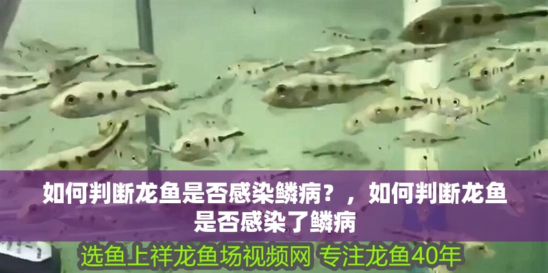 如何判斷龍魚是否感染鱗病？，如何判斷龍魚是否感染了鱗病