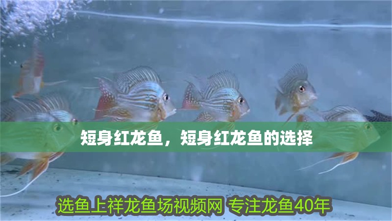 魚缸用增氧泵價格是多少:魚缸增氧機-xtrac增氧機-xtrac增氧機 短身紅龍魚,短身紅龍魚的選擇 龍魚百科 短身紅龍魚,短身紅龍魚的選擇 短身紅龍魚,短身紅龍魚的選擇 龍魚百科