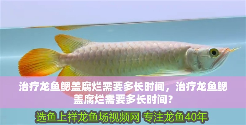 治療龍魚鰓蓋腐爛需要多長時間，治療龍魚鰓蓋腐爛需要多長時間？