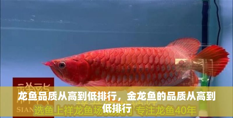 龍魚品質(zhì)從高到低排行，金龍魚的品質(zhì)從高到低排行
