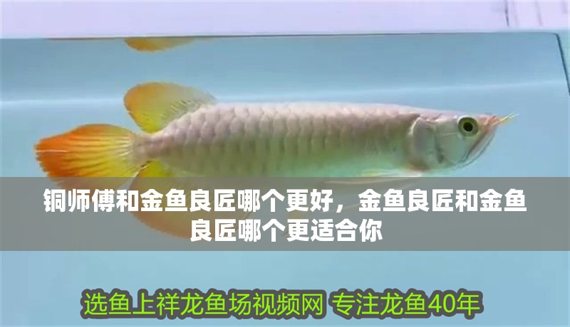 銅師傅和金魚良匠哪個更好，金魚良匠和金魚良匠哪個更適合你 銅師傅和金魚良匠哪個更好，金魚良匠和金魚良匠哪個更適合你 龍魚百科