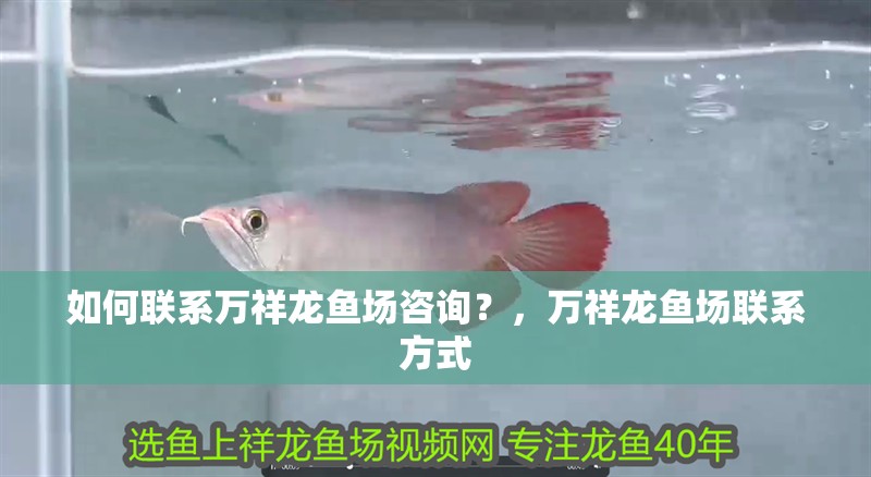 如何聯系萬祥龍魚場咨詢？，萬祥龍魚場聯系方式