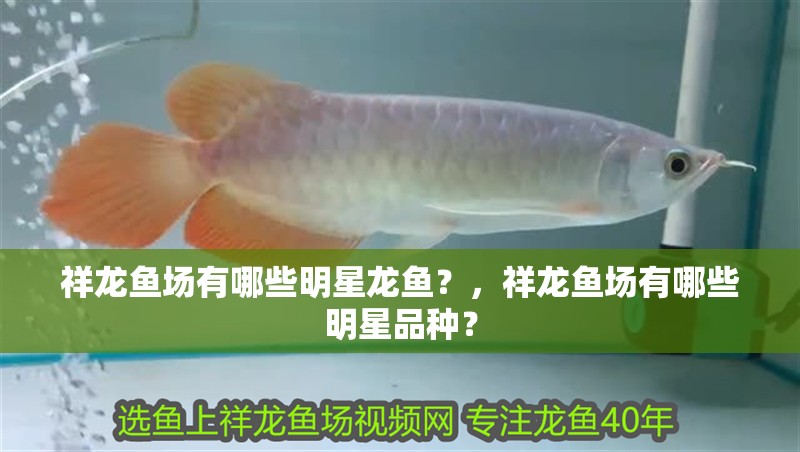 祥龍魚場有哪些明星龍魚？，祥龍魚場有哪些明星品種？