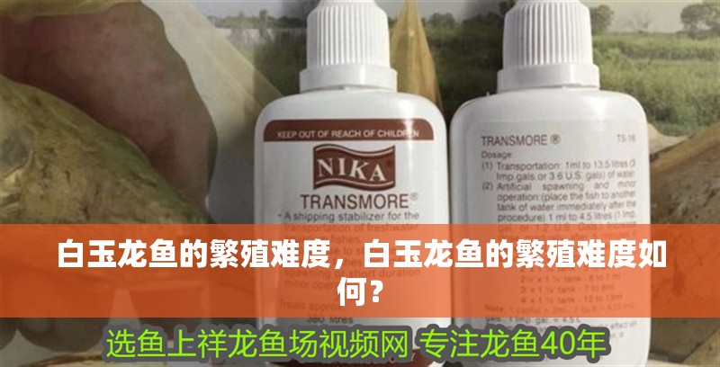 詳細(xì)閱讀:白玉龍魚(yú)的繁殖難度,白玉龍魚(yú)的繁殖難度如何? 白玉龍魚(yú)的繁殖難度,白玉龍魚(yú)的繁殖難度如何?
