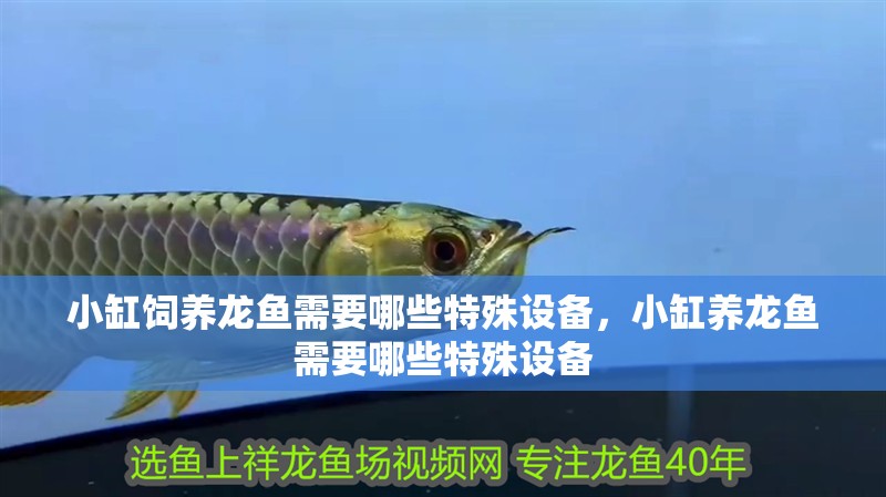 小缸飼養龍魚需要哪些特殊設備，小缸養龍魚需要哪些特殊設備