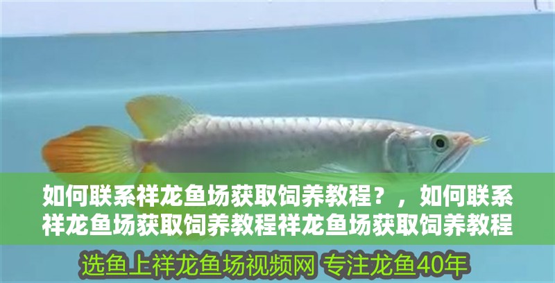 如何聯系祥龍魚場獲取飼養教程？，如何聯系祥龍魚場獲取飼養教程祥龍魚場獲取飼養教程 如何聯系祥龍魚場獲取飼養教程？，如何聯系祥龍魚場獲取飼養教程祥龍魚場獲取飼養教程 龍魚百科