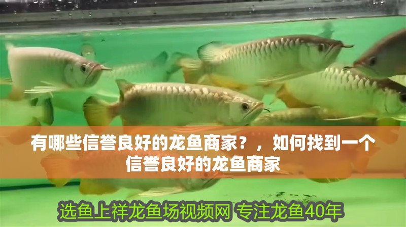有哪些信譽良好的龍魚商家？，如何找到一個信譽良好的龍魚商家