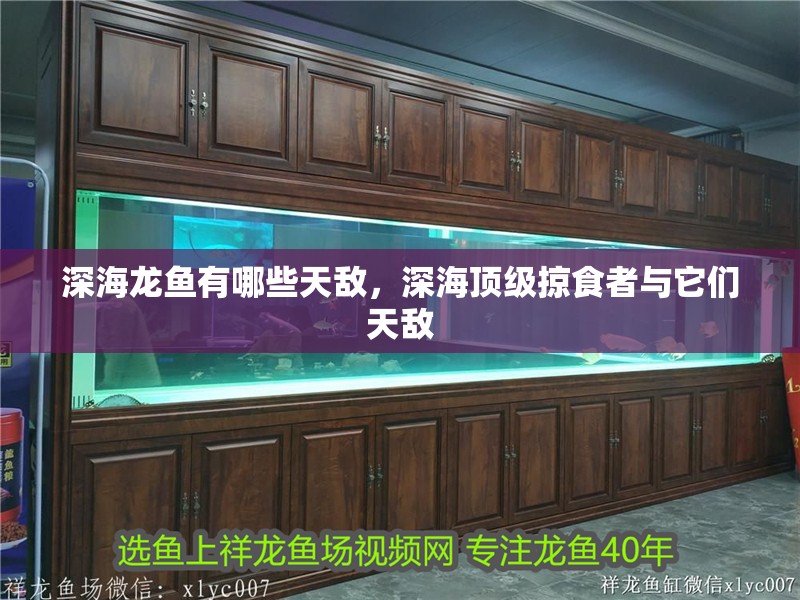 深海龍魚有哪些天敵，深海頂級掠食者與它們天敵