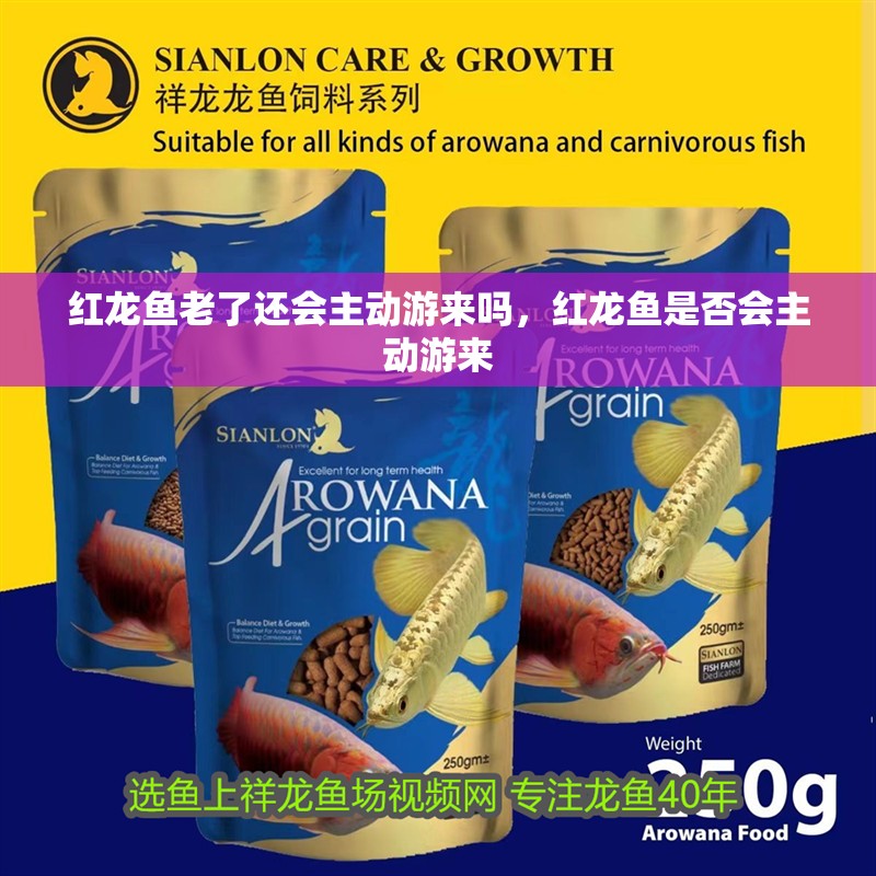 紅龍魚老了還會主動游來嗎，紅龍魚是否會主動游來 紅龍魚老了還會主動游來嗎，紅龍魚是否會主動游來 龍魚百科