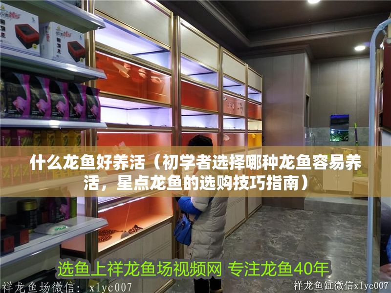 什么龍魚好養活（初學者選擇哪種龍魚容易養活，星點龍魚的選購技巧指南） 什么龍魚好養活（初學者選擇哪種龍魚容易養活，星點龍魚的選購技巧指南） 龍魚百科 第2張