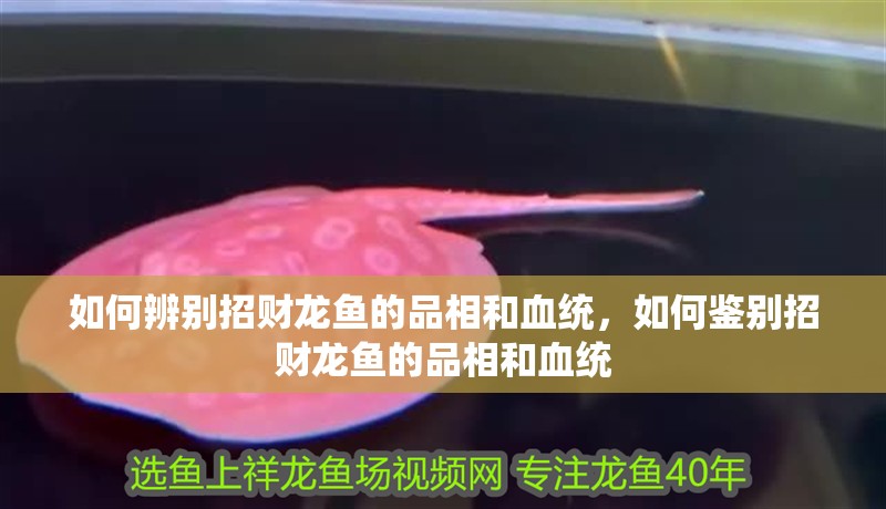 如何辨別招財(cái)龍魚的品相和血統(tǒng)，如何鑒別招財(cái)龍魚的品相和血統(tǒng)