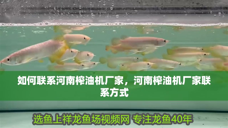 如何聯(lián)系河南榨油機(jī)廠家，河南榨油機(jī)廠家聯(lián)系方式