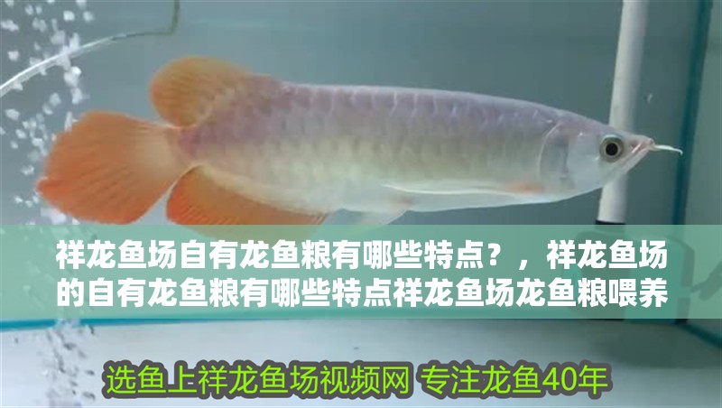 祥龍魚場自有龍魚糧有哪些特點？，祥龍魚場的自有龍魚糧有哪些特點祥龍魚場龍魚糧喂養指南 祥龍魚場自有龍魚糧有哪些特點？，祥龍魚場的自有龍魚糧有哪些特點祥龍魚場龍魚糧喂養指南 龍魚百科