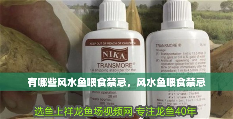 有哪些風水魚喂食禁忌，風水魚喂食禁忌