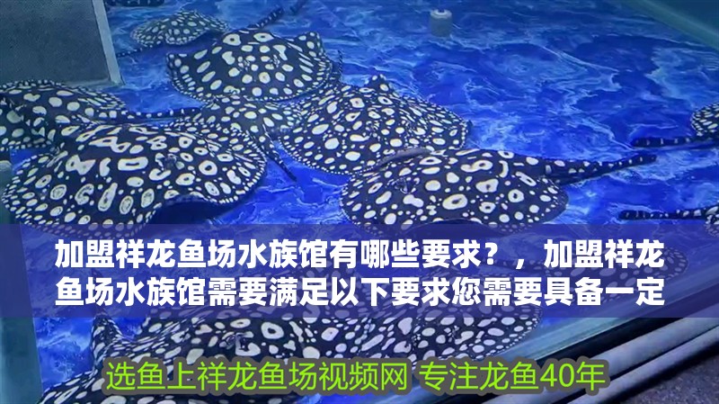 虎魚天天黑來點赤瞳黃金 加盟祥龍魚場水族館有哪些要求?,加盟祥龍魚場水族館需要滿足以下要求您需要具備一定的經濟實力和商業經驗 龍魚百科 加盟祥龍魚場水族館有哪些要求?,加盟祥龍魚場水族館需要滿足以下要求您需要具備一定的經濟實力和商業經驗 加盟祥龍魚場水族館有哪些要求?,加盟祥龍魚場水族館需要滿足以下要求您需要具備一定的經濟實力和商業經驗 龍魚百科