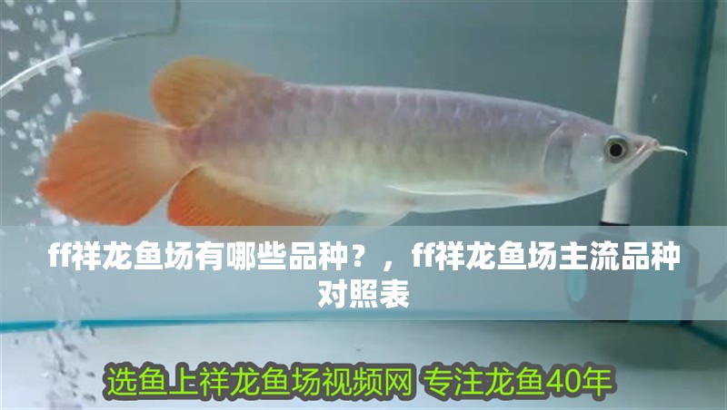 ff祥龍魚場有哪些品種？，ff祥龍魚場主流品種對照表