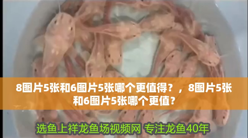 我的虎魚真菌感染了要怎么處理 8圖片5張和6圖片5張哪個更值得?,8圖片5張和6圖片5張哪個更值? 龍魚百科 8圖片5張和6圖片5張哪個更值得?,8圖片5張和6圖片5張哪個更值? 8圖片5張和6圖片5張哪個更值得?,8圖片5張和6圖片5張哪個更值? 龍魚百科