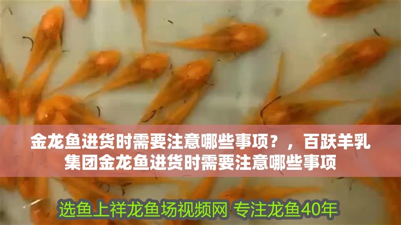 金龍魚進貨時需要注意哪些事項？，百躍羊乳集團金龍魚進貨時需要注意哪些事項