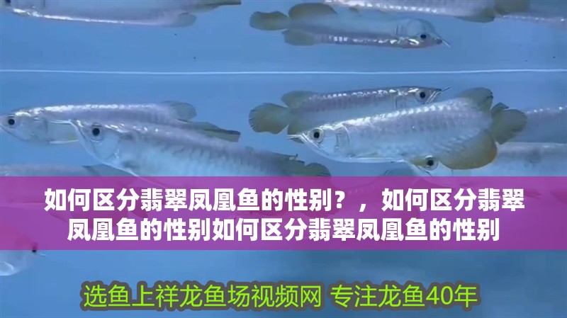 魚缸用增氧泵價格是多少:魚缸增氧機-xtrac增氧機-xtrac增氧機 如何區(qū)分翡翠鳳凰魚的性別?,如何區(qū)分翡翠鳳凰魚的性別如何區(qū)分翡翠鳳凰魚的性別 龍魚百科 如何區(qū)分翡翠鳳凰魚的性別?,如何區(qū)分翡翠鳳凰魚的性別如何區(qū)分翡翠鳳凰魚的性別 如何區(qū)分翡翠鳳凰魚的性別?,如何區(qū)分翡翠鳳凰魚的性別如何區(qū)分翡翠鳳凰魚的性別 龍魚百科