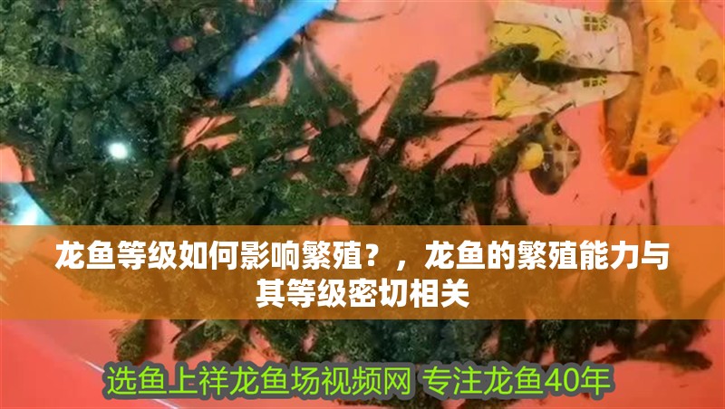 龍魚等級如何影響繁殖？，龍魚的繁殖能力與其等級密切相關