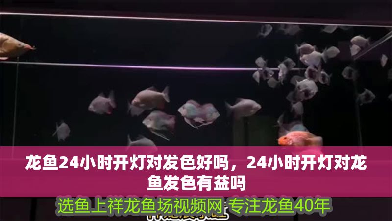 龍魚24小時開燈對發色好嗎，24小時開燈對龍魚發色有益嗎