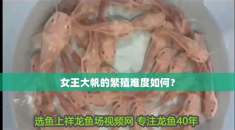 女王大帆的繁殖難度如何？