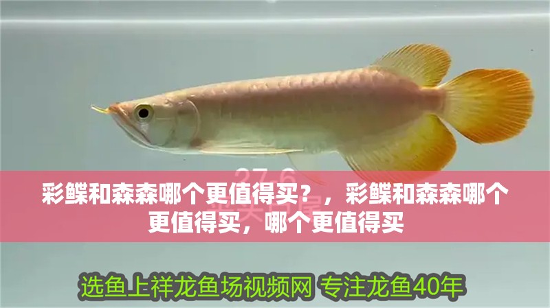 彩鰈和森森哪個更值得買？，彩鰈和森森哪個更值得買，哪個更值得買