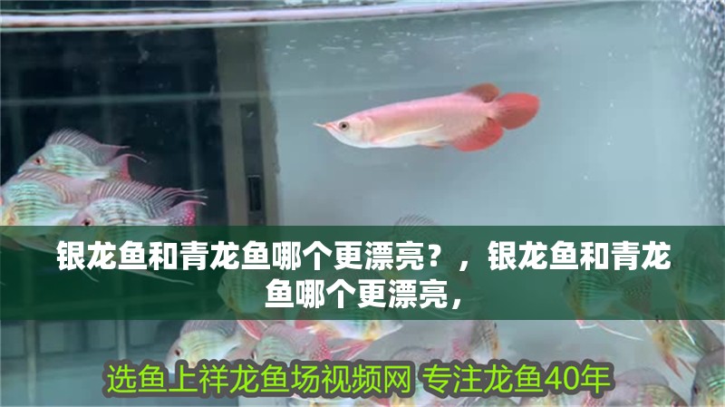 魚缸用增氧泵價格是多少:魚缸增氧機-xtrac增氧機-xtrac增氧機 銀龍魚和青龍魚哪個更漂亮?,銀龍魚和青龍魚哪個更漂亮, 龍魚百科 銀龍魚和青龍魚哪個更漂亮?,銀龍魚和青龍魚哪個更漂亮, 銀龍魚和青龍魚哪個更漂亮?,銀龍魚和青龍魚哪個更漂亮, 龍魚百科